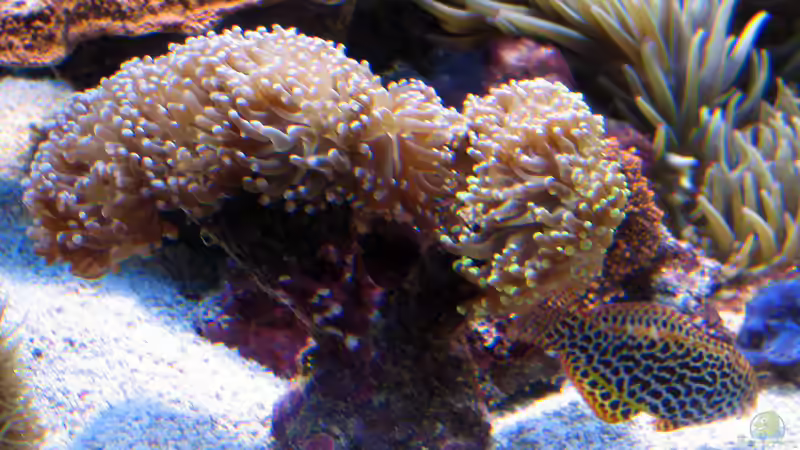 Besatz im Aquarium Wohnzimmerriff von MartinS (78)