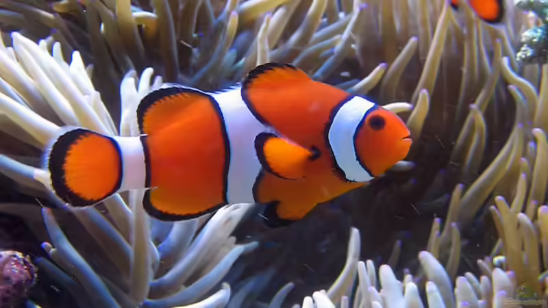 Besatz im Aquarium Wohnzimmerriff von MartinS (81)