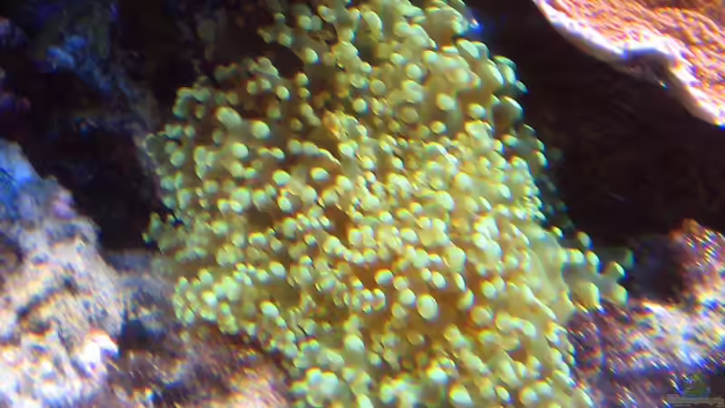Besatz im Aquarium Wohnzimmerriff von MartinS (82)