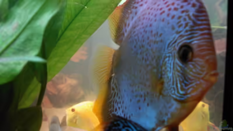 Besatz im Aquarium World of Dreams  (besteht nicht mehr) von Don Jupp (30)