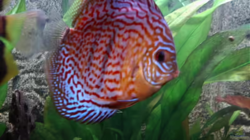 Besatz im Aquarium World of Dreams  (besteht nicht mehr) von Don Jupp (32)