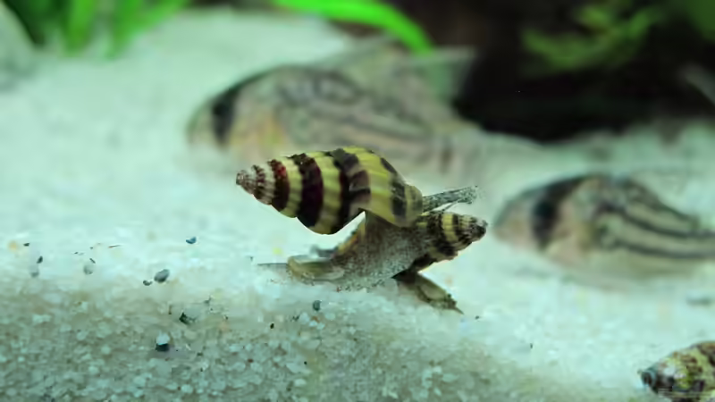 Besatz im Aquarium WT 詠 ewiger Frühling von Sarah (36)