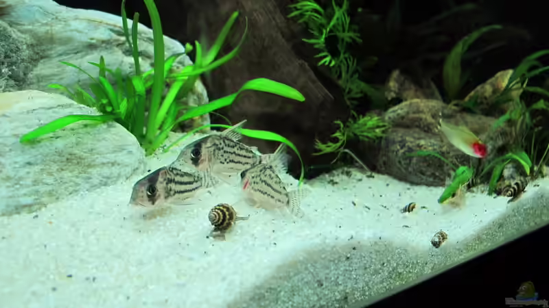 Besatz im Aquarium WT 詠 ewiger Frühling von Sarah (38)