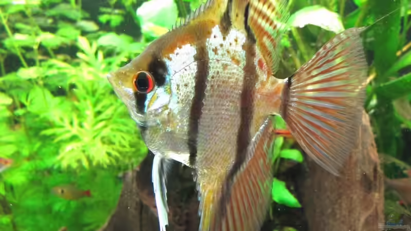 Besatz im Aquarium WT 詠 ewiger Frühling von Sarah (42)