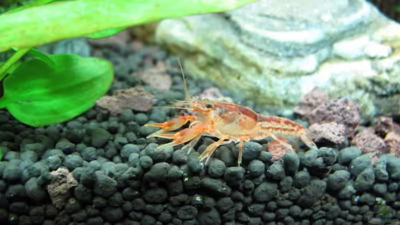 Besatz im Aquarium WT 詠 ewiger Frühling von Sarah (49)