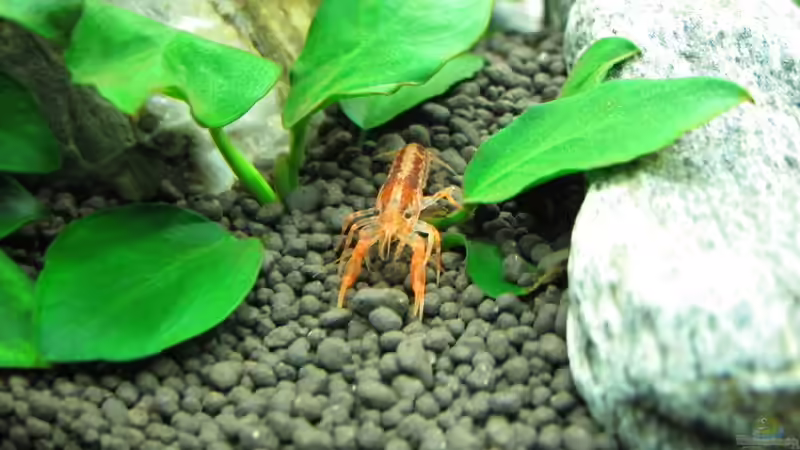 Besatz im Aquarium WT 詠 ewiger Frühling von Sarah (50)