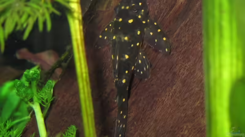 Besatz im Aquarium WT 詠 ewiger Frühling von Sarah (54)