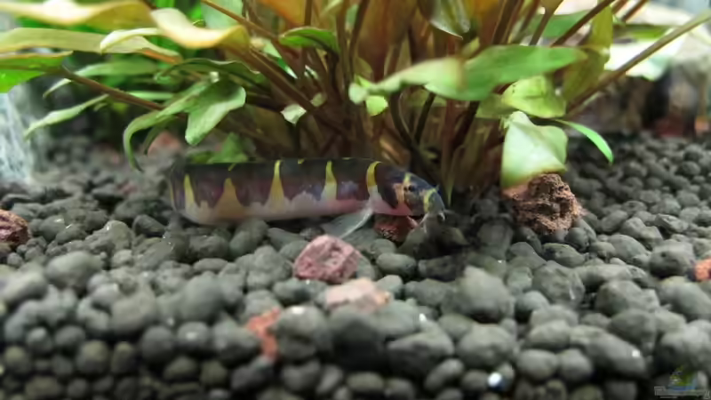 Besatz im Aquarium WT 詠 ewiger Frühling von Sarah (57)