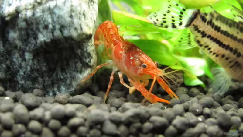 Besatz im Aquarium WT 詠 ewiger Frühling von Sarah (59)