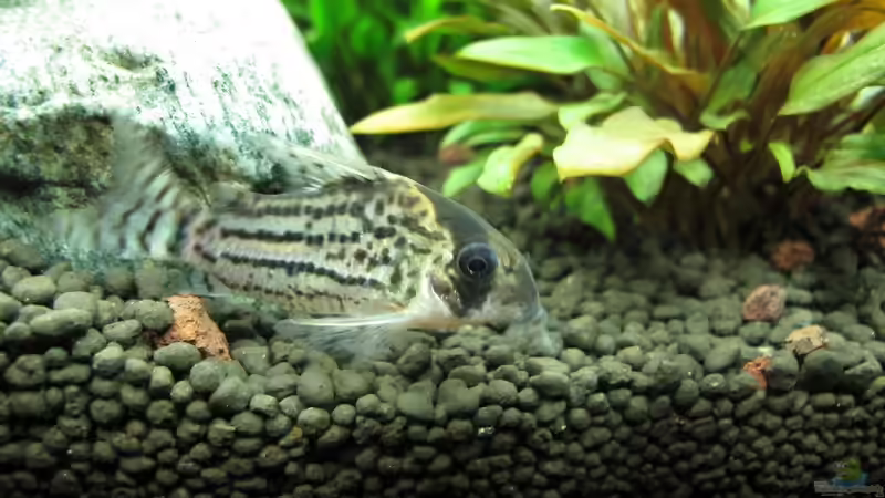 Besatz im Aquarium WT 詠 ewiger Frühling von Sarah (60)