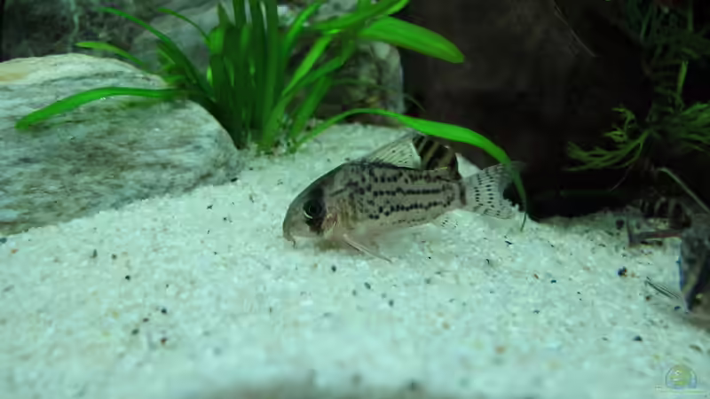 Besatz im Aquarium WT 詠 ewiger Frühling von Sarah (61)