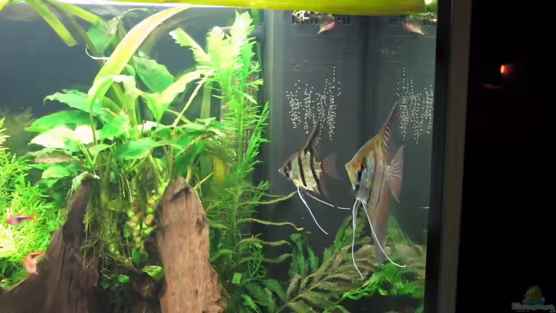 Besatz im Aquarium WT 詠 ewiger Frühling von Sarah (64)
