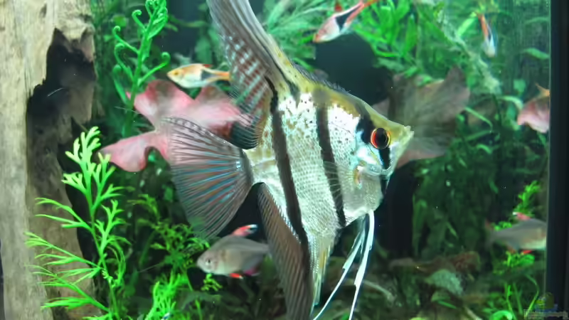 Besatz im Aquarium WT 詠 ewiger Frühling von Sarah (66)