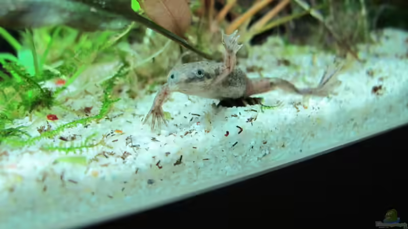 Besatz im Aquarium WT 詠 ewiger Frühling von Sarah (72)