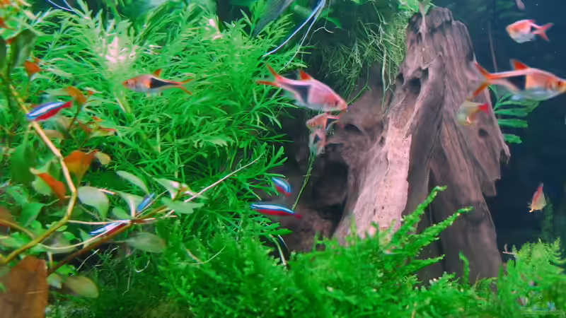 Besatz im Aquarium WT 詠 ewiger Frühling von Sarah (75)