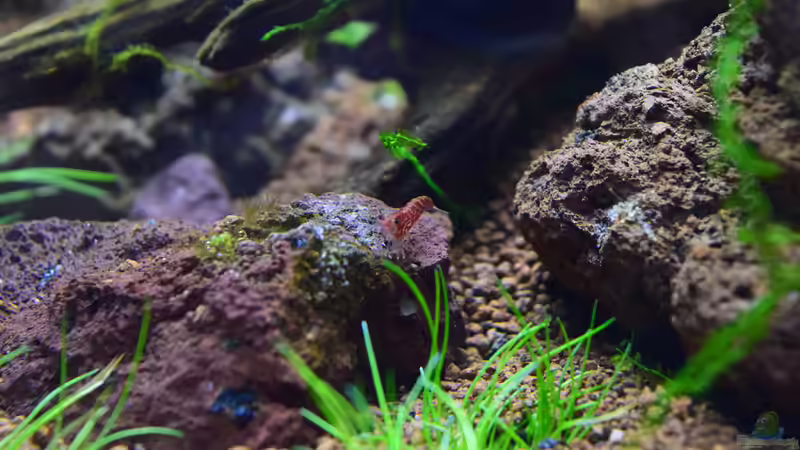 Besatz im Aquarium Wurde umgebaut...heisst jetzt Via Mala von Junglist (29)