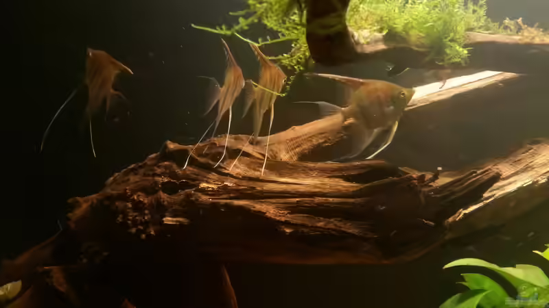 Besatz im Aquarium Wurzel Versteck von PanzerwelsFan (10)