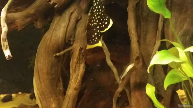 Besatz im Aquarium Wurzel Versteck von PanzerwelsFan (12)