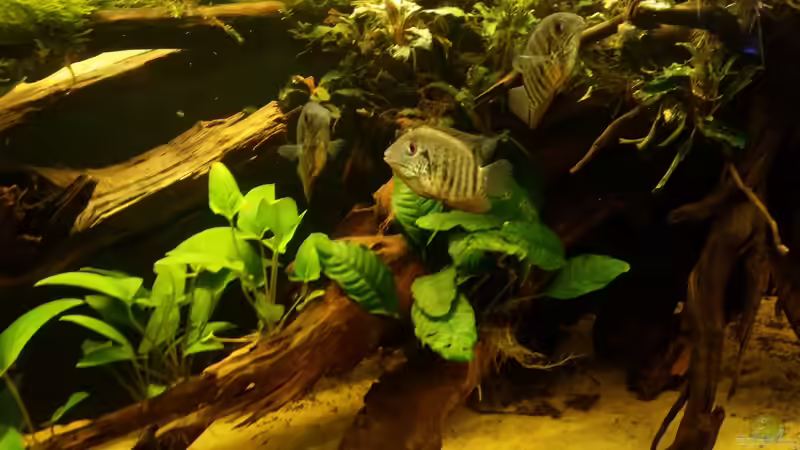 Besatz im Aquarium Wurzel Versteck von PanzerwelsFan (13)