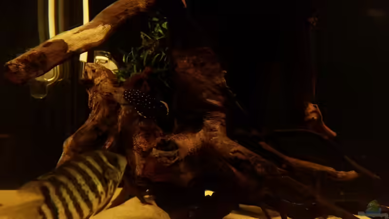 Besatz im Aquarium Wurzel Versteck von PanzerwelsFan (14)