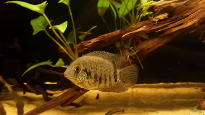 Besatz im Aquarium Wurzel Versteck von PanzerwelsFan (15)