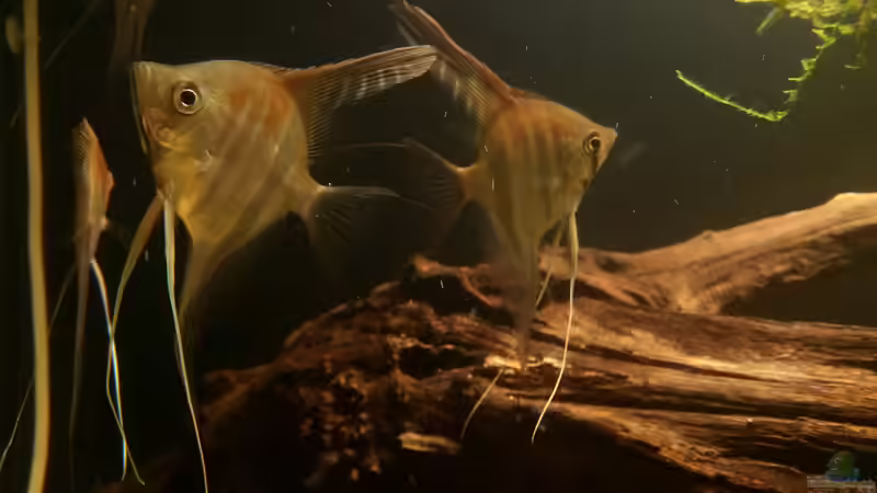 Besatz im Aquarium Wurzel Versteck von PanzerwelsFan (8)