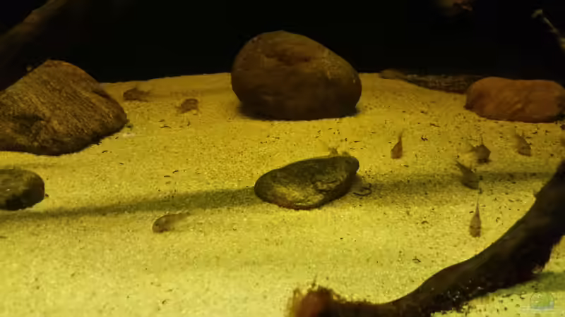 Besatz im Aquarium Wurzelbiotop 2 (Nur noch als Beispiel) von Bernd N. (29)