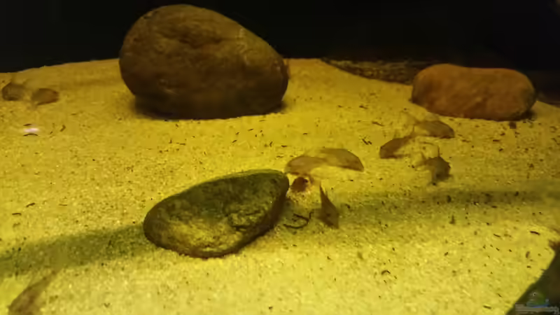 Besatz im Aquarium Wurzelbiotop 2 (Nur noch als Beispiel) von Bernd N. (30)