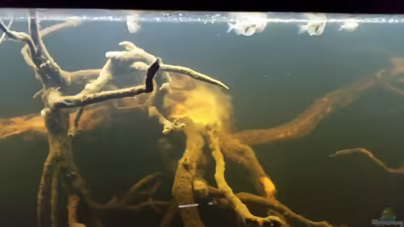 Besatz im Aquarium Wurzelbiotop 2 (Nur noch als Beispiel) von Bernd N. (31)