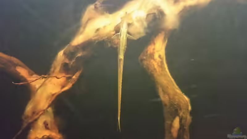 Besatz im Aquarium Wurzelbiotop 2 (Nur noch als Beispiel) von Bernd N. (32)