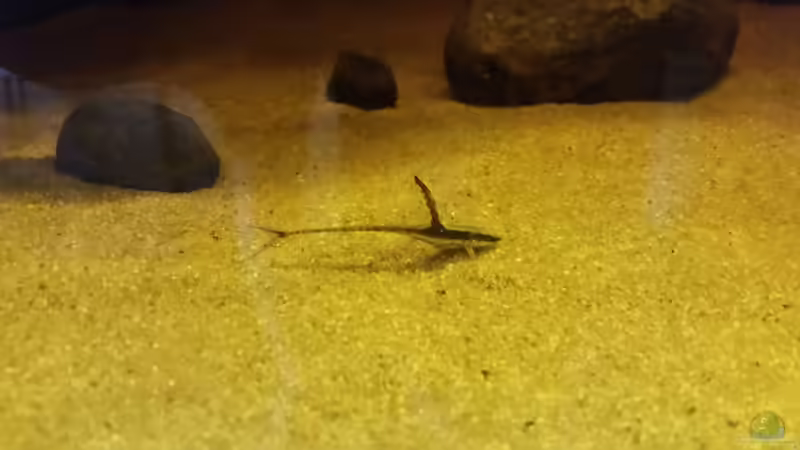 Besatz im Aquarium Wurzelbiotop 2 (Nur noch als Beispiel) von Bernd N. (33)