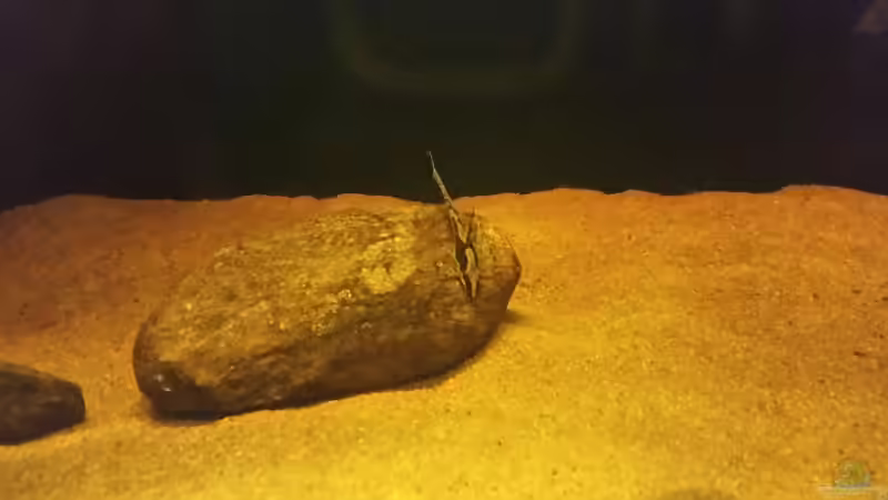 Besatz im Aquarium Wurzelbiotop 2 (Nur noch als Beispiel) von Bernd N. (34)