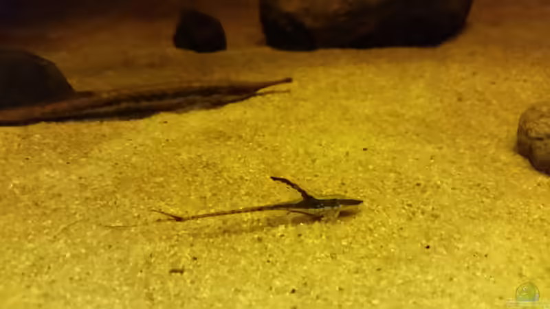 Besatz im Aquarium Wurzelbiotop 2 (Nur noch als Beispiel) von Bernd N. (35)