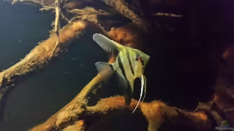 Besatz im Aquarium Wurzelbiotop 2 (Nur noch als Beispiel) von Bernd N. (36)