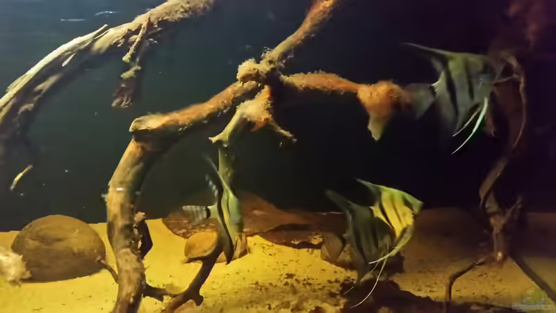 Besatz im Aquarium Wurzelbiotop 2 (Nur noch als Beispiel) von Bernd N. (37)