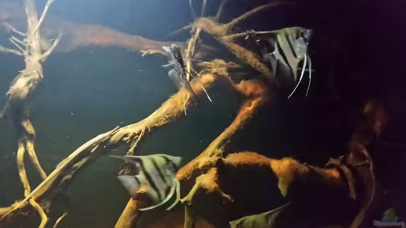 Besatz im Aquarium Wurzelbiotop 2 (Nur noch als Beispiel) von Bernd N. (38)