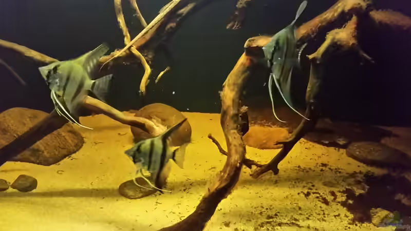 Besatz im Aquarium Wurzelbiotop 2 (Nur noch als Beispiel) von Bernd N. (39)