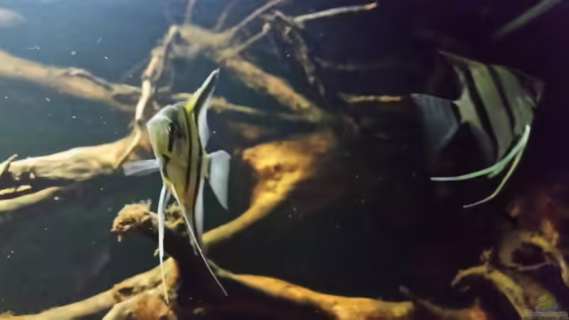 Besatz im Aquarium Wurzelbiotop 2 (Nur noch als Beispiel) von Bernd N. (41)