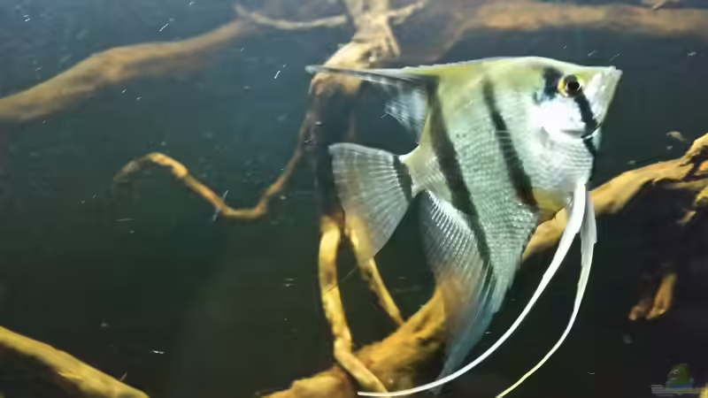 Besatz im Aquarium Wurzelbiotop 2 (Nur noch als Beispiel) von Bernd N. (42)