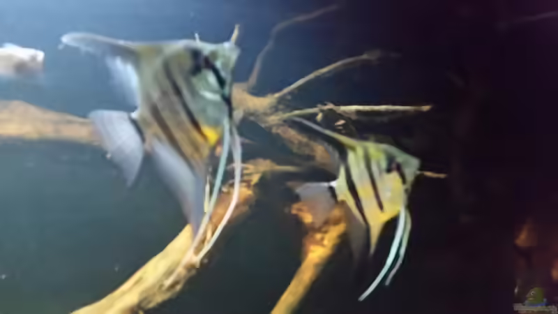 Besatz im Aquarium Wurzelbiotop 2 (Nur noch als Beispiel) von Bernd N. (44)