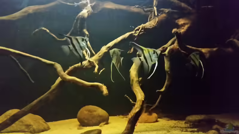 Besatz im Aquarium Wurzelbiotop 2 (Nur noch als Beispiel) von Bernd N. (45)