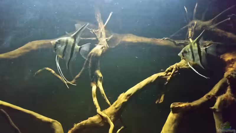 Besatz im Aquarium Wurzelbiotop 2 (Nur noch als Beispiel) von Bernd N. (46)