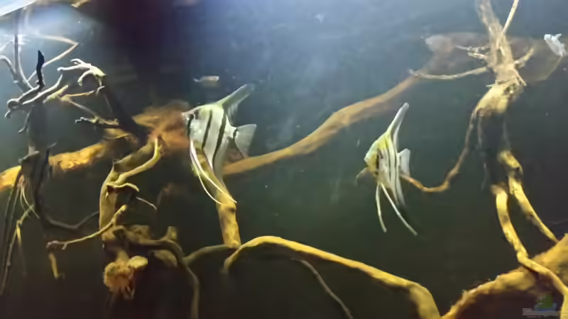 Besatz im Aquarium Wurzelbiotop 2 (Nur noch als Beispiel) von Bernd N. (47)