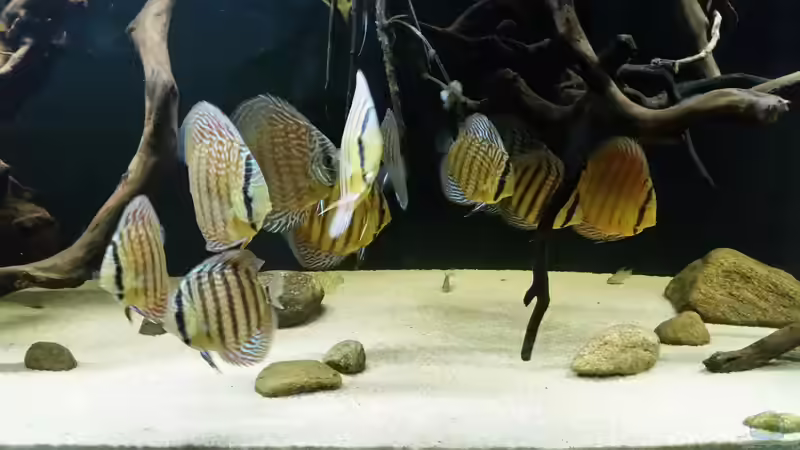 Besatz im Aquarium Wurzelbiotop 2 (Nur noch als Beispiel) von Bernd N. (48)