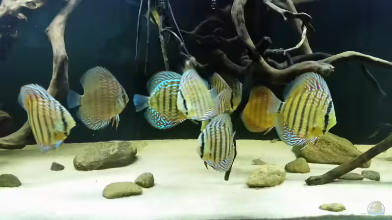 Besatz im Aquarium Wurzelbiotop 2 (Nur noch als Beispiel) von Bernd N. (50)