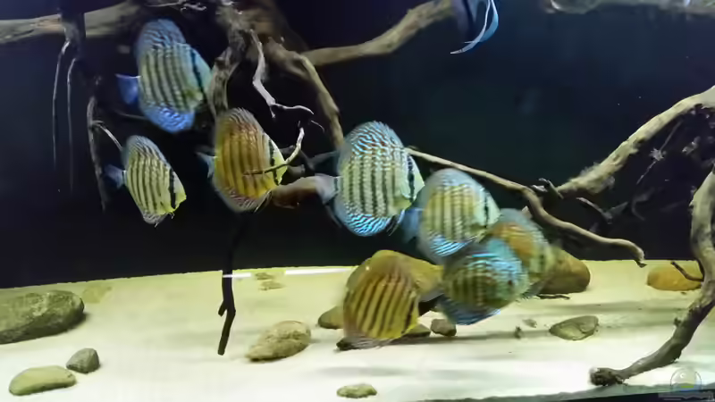 Besatz im Aquarium Wurzelbiotop 2 (Nur noch als Beispiel) von Bernd N. (51)