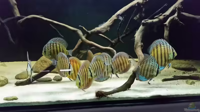 Besatz im Aquarium Wurzelbiotop 2 (Nur noch als Beispiel) von Bernd N. (53)