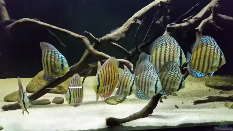 Besatz im Aquarium Wurzelbiotop 2 (Nur noch als Beispiel) von Bernd N. (54)