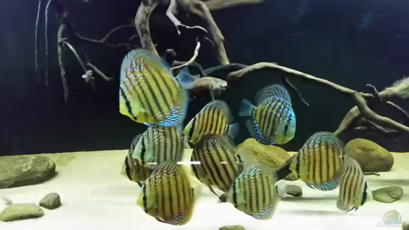 Besatz im Aquarium Wurzelbiotop 2 (Nur noch als Beispiel) von Bernd N. (56)