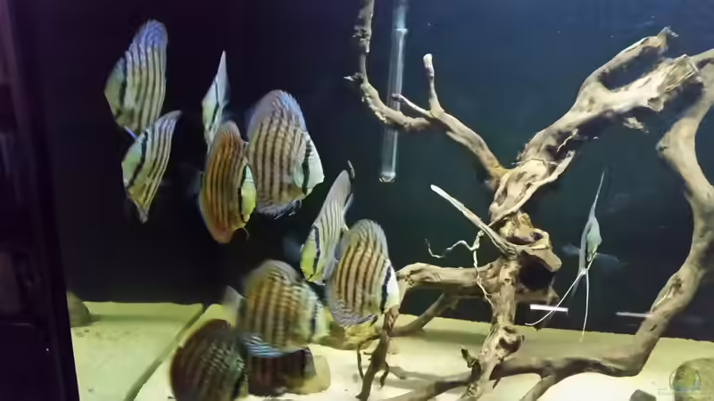 Besatz im Aquarium Wurzelbiotop 2 (Nur noch als Beispiel) von Bernd N. (58)